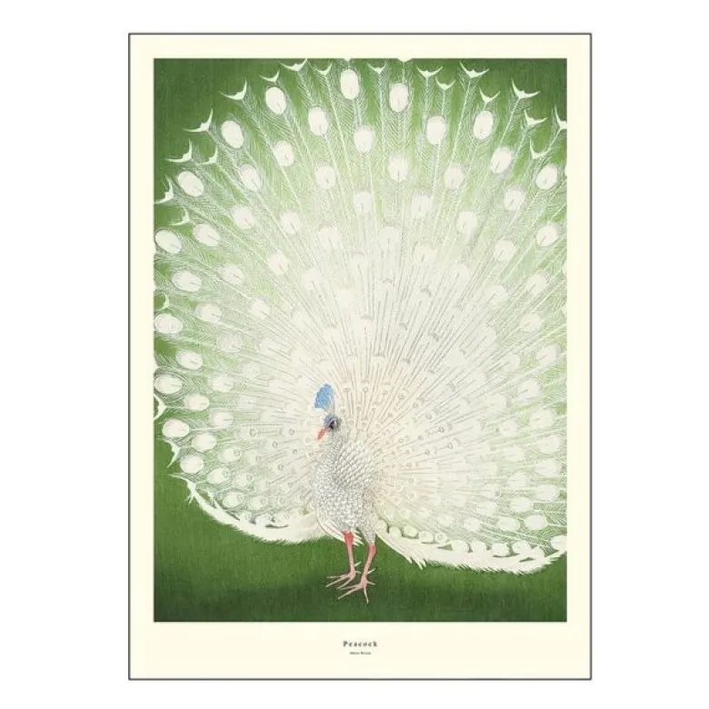 A.P. Atelier poster 50x70 cm peacock