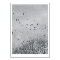 Ingrey Studio poster 50x70 cm crows