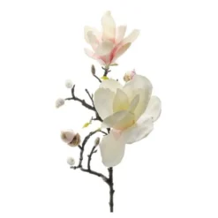 Magnolia 60 cm rosa