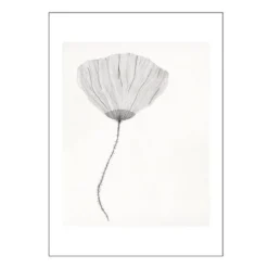 The Poster Club x Ana Frois poster 50x70 cm poppy