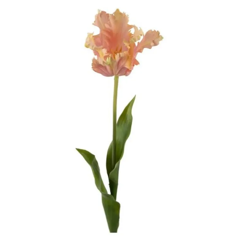 Tulipan 70 cm rosa